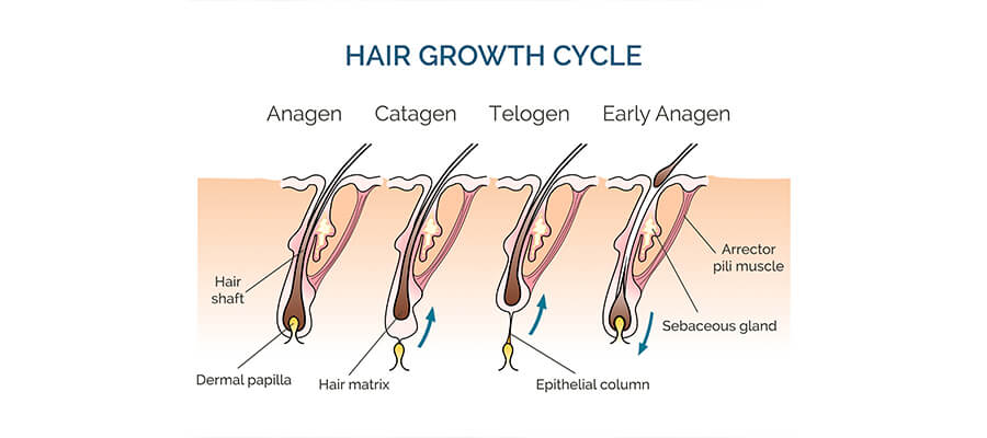 The Roadmap to Regrow Hair Naturally